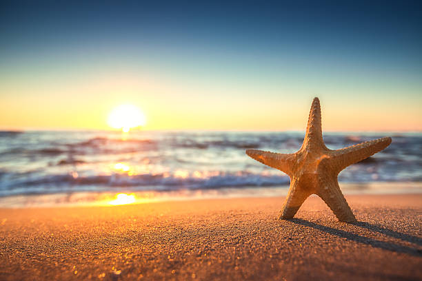 istock Starfish on the beach at sunrise 490476892
