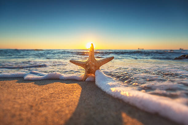 istock Starfish on the beach at sunrise 490477108