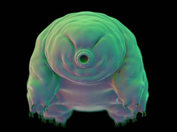 医療イラストレーション - water bear ストックフォトと画像