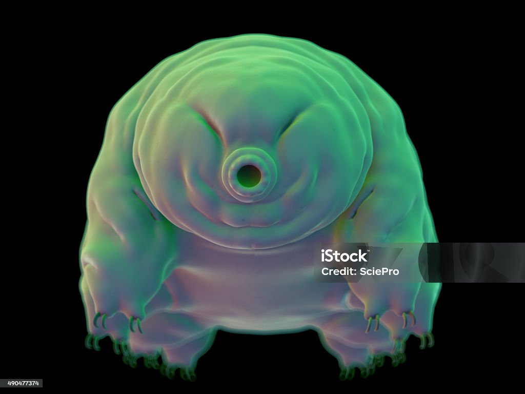 medical illustration medically accurate illustration of a water bear Water Bear Stock Photo