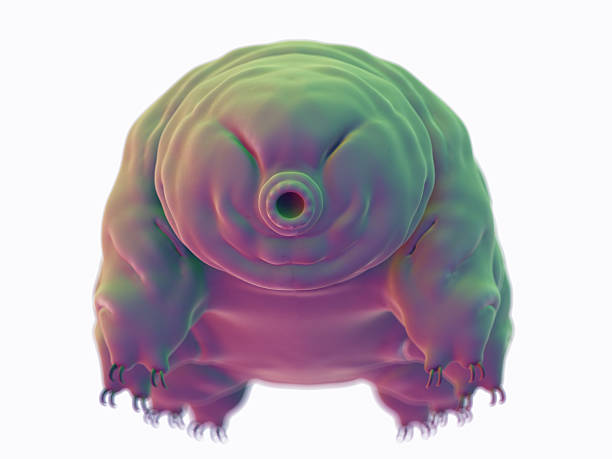 médico ilustração - water bear - fotografias e filmes do acervo