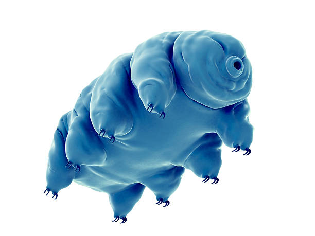 medical illustration medically accurate illustration of a water bear water bear stock pictures, royalty-free photos & images