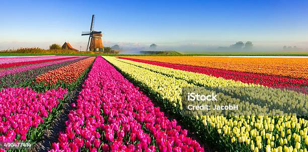 Photo libre de droit de Dutch Scène De Printemps banque d'images et plus d'images libres de droit de Pays-Bas - Pays-Bas, Tulipe, Structure actionnée par le vent