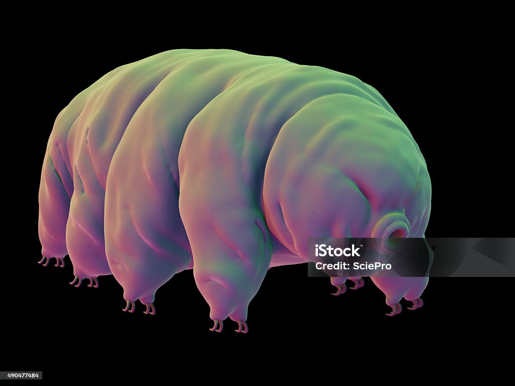 medical illustration medically accurate illustration of a water bear Water Bear Stock Photo