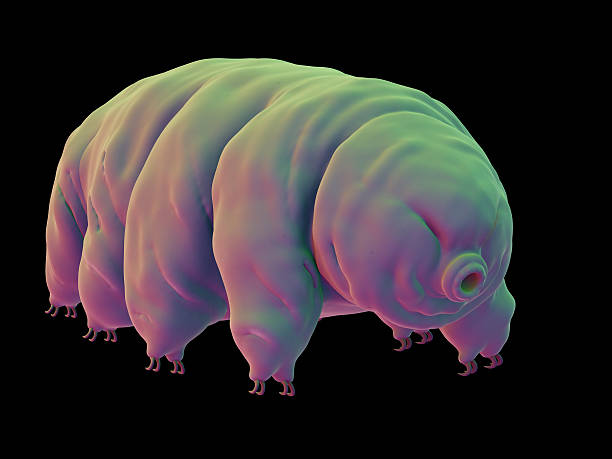 médico ilustração - water bear - fotografias e filmes do acervo