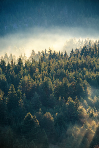 Sunrise over misty pine forest on the mountain slope in a nature reserve.