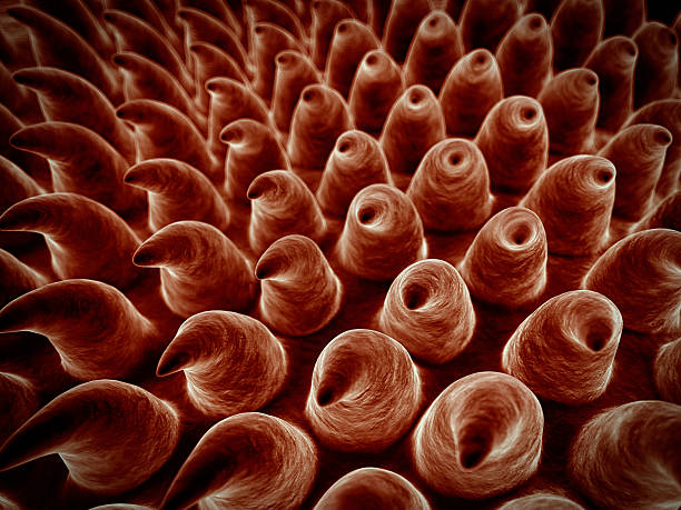 istock medical illustration 490477760