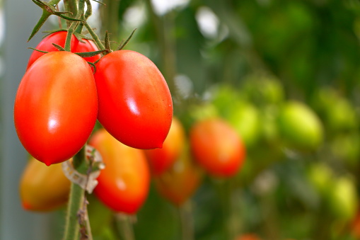 Greenhouse tomato crop