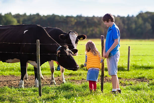istock Kids feeding cow on a farm 490478200