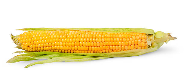 istock Single half peeled ear of corn 490478300