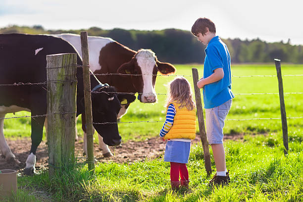 istock Kids feeding cow on a farm 490478468