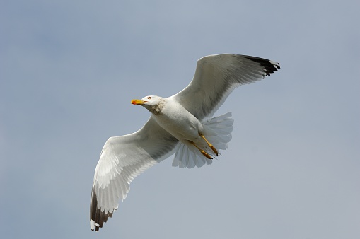 
Herring gull in flight