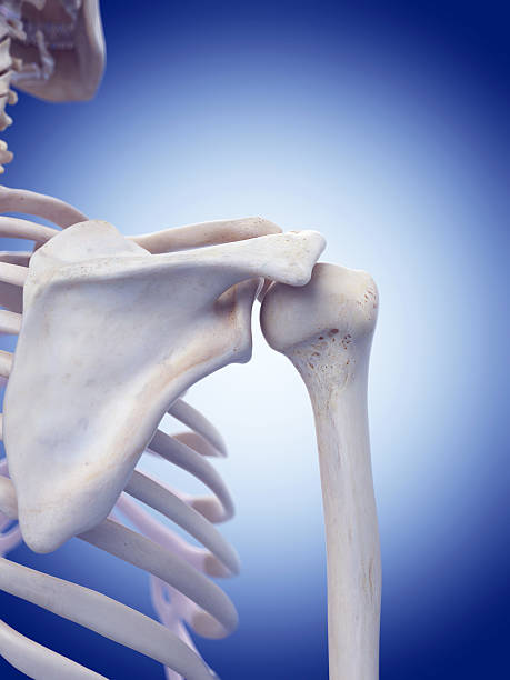 istock medical illustration 490479594