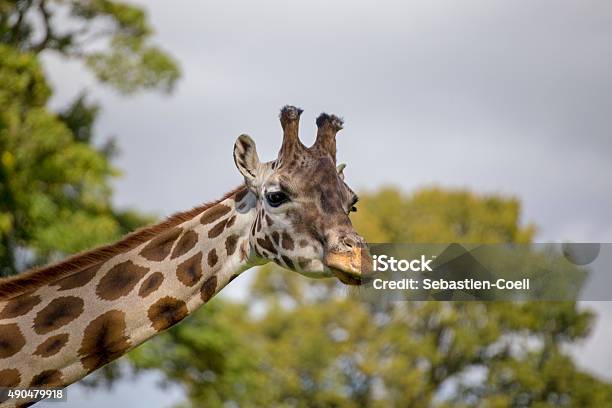 Giraffe Stock Photo - Download Image Now - Okapi, Wildlife Reserve, 2015