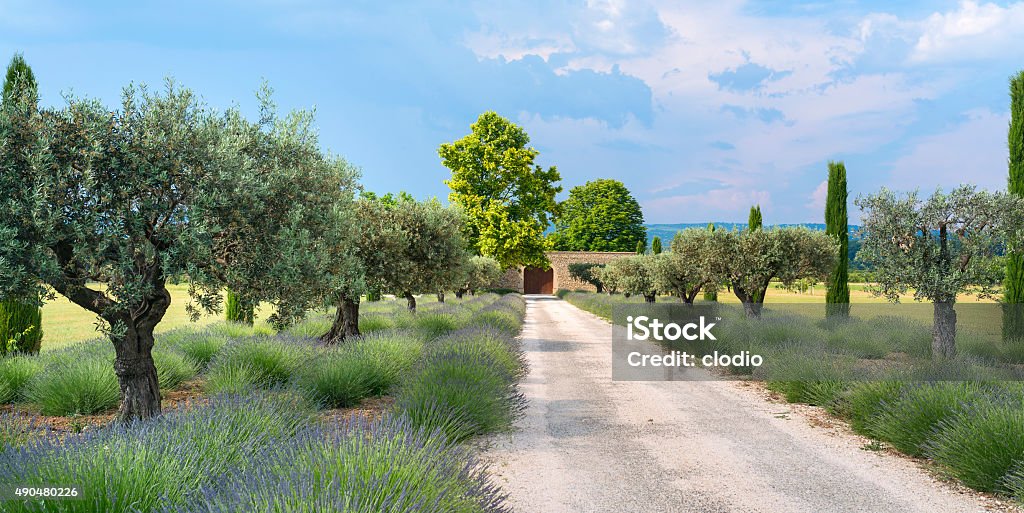 Farm in Provence Typical farm in Provence (France) with lavender and olive trees at spring (june) 2015 Stock Photo