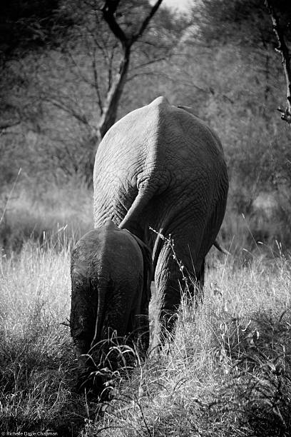 istock Mother and baby elephant walking into bush 490480404