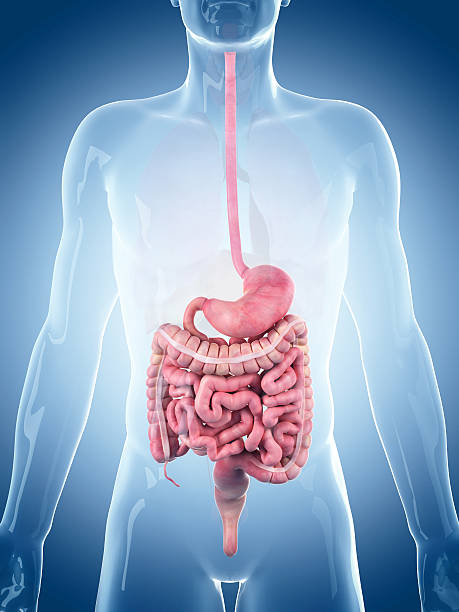 illustration médicale - système digestif humain photos et images de collection