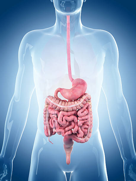 medically accurate illustration of the digestive system