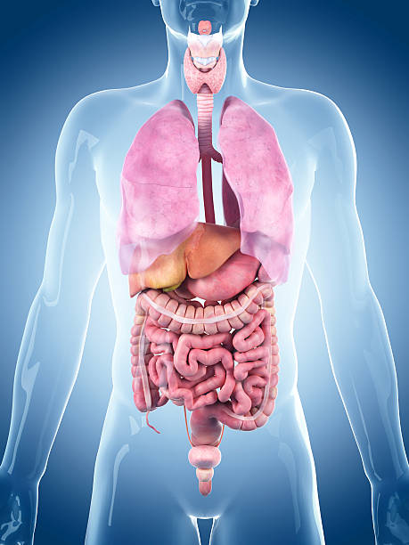 istock medical illustration 490481190
