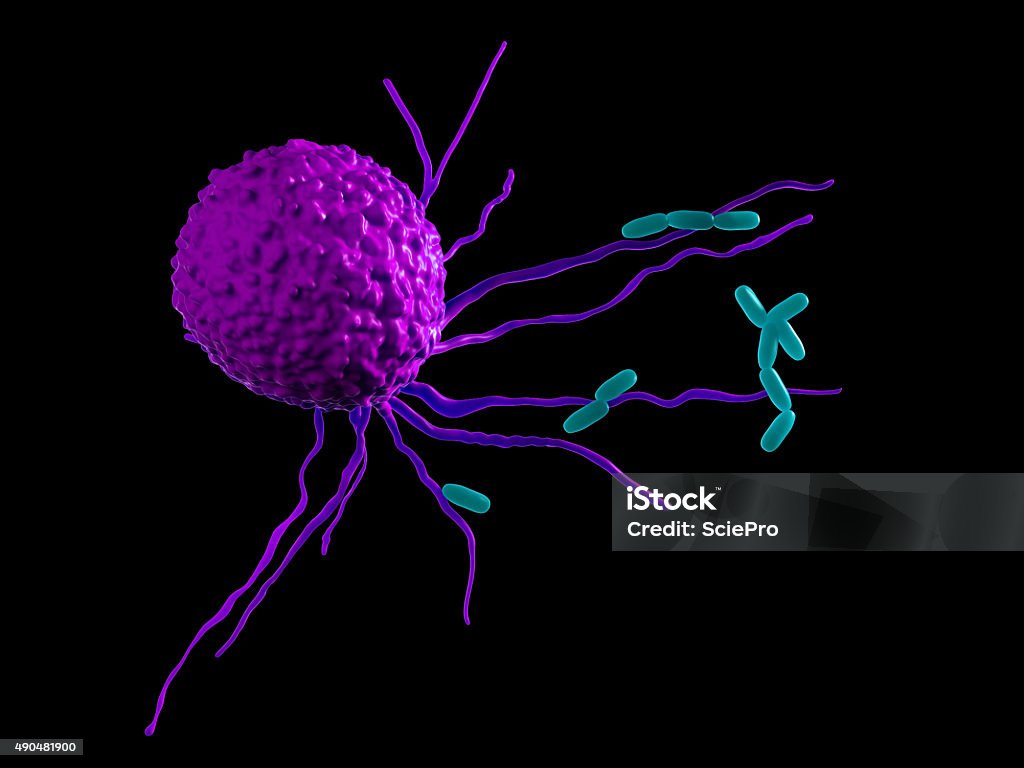 medical illustration medically accurate illustration of a leucocyte attacking bacteria Oncology Stock Photo