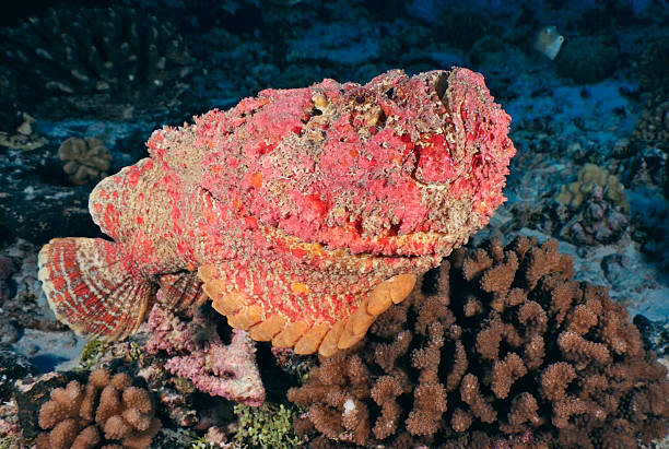 synanceia verrucosa /STONEFISH stock photo