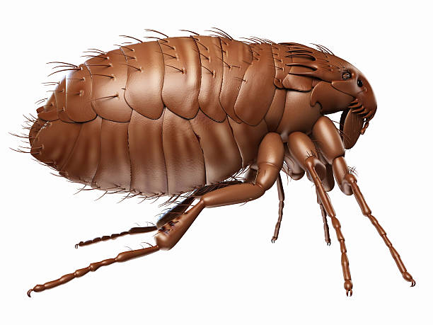 medical illustration medically accurate illustration of a flea cat flea stock pictures, royalty-free photos & images