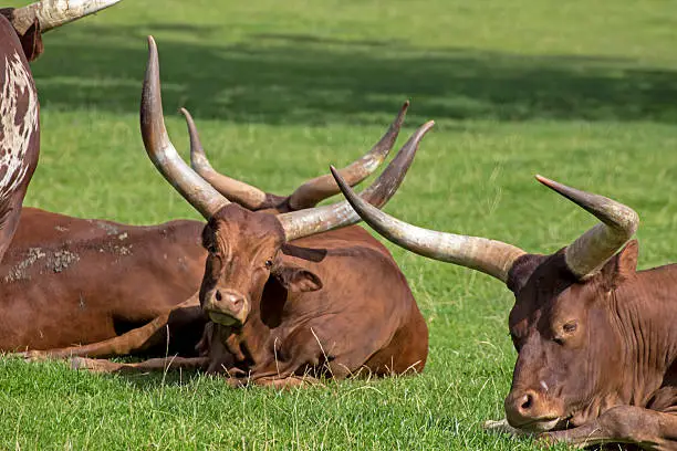 Showing longhorn Ankole-Watusi cattle in a rural setting