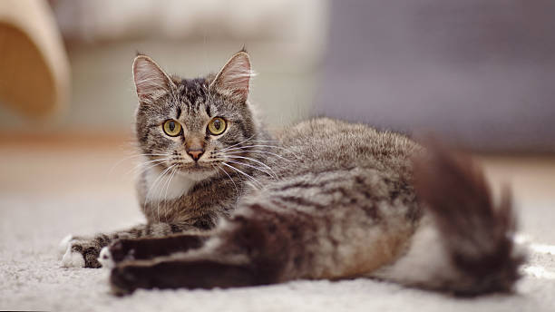 istock The striped domestic cat with yellow eyes 490483224
