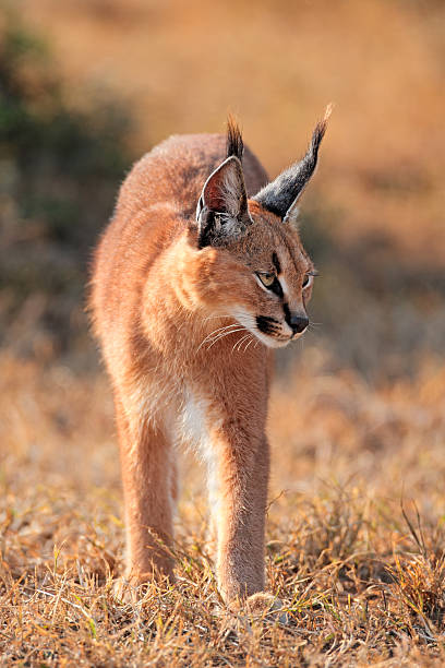 Caracal in natural habitat A caracal (Felis caracal) in natural habitat, Addo Elephant National Park, South Africa caracal stock pictures, royalty-free photos & images