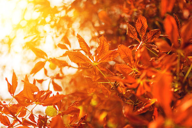 istock Autumn Colors of nature 490484150