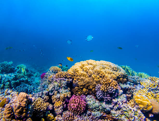 coraux et poissons dans la mer rouge - vitality sea aquatic atoll photos et images de collection