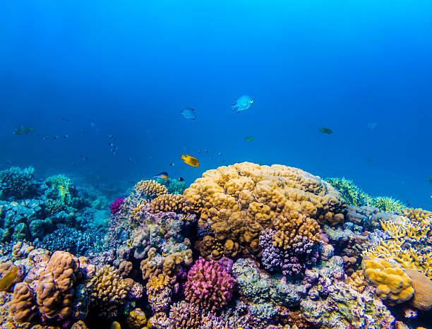 korali i ryb w red sea - vitality sea aquatic atoll zdjęcia i obrazy z banku zdjęć