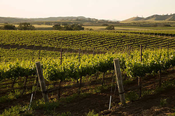istock Rows of Vineyard Grapvines 490484434