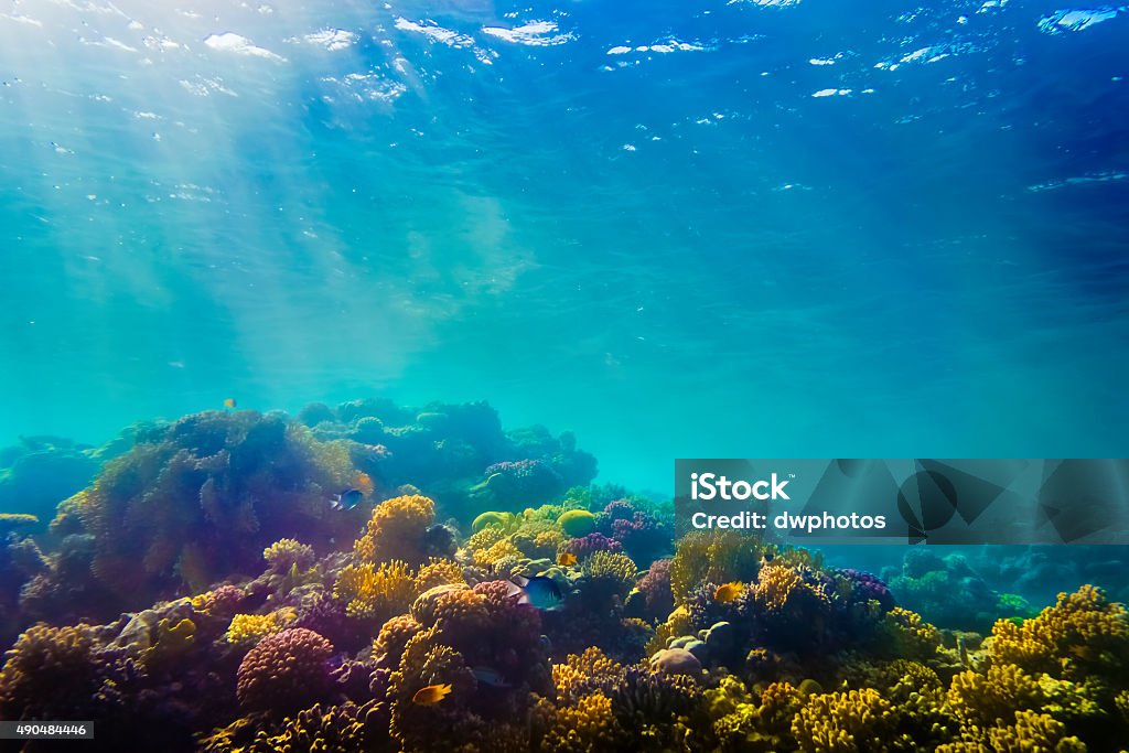 Coraux et poissons dans la mer Rouge - Photo de Récif corallien libre de droits