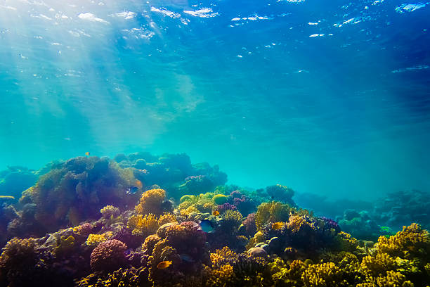 coraux et poissons dans la mer rouge - vitality sea aquatic atoll photos et images de collection