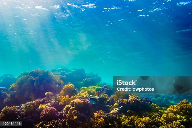 Photo libre de droit de Coraux Et Poissons Dans La Mer Rouge banque d'images et plus d'images libres de droit de Récif corallien - Récif corallien, Sous l'eau, Mer