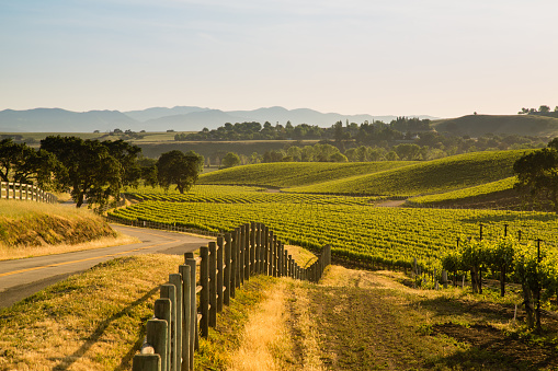 A rustic country road lies next to a lush central california vineyard.