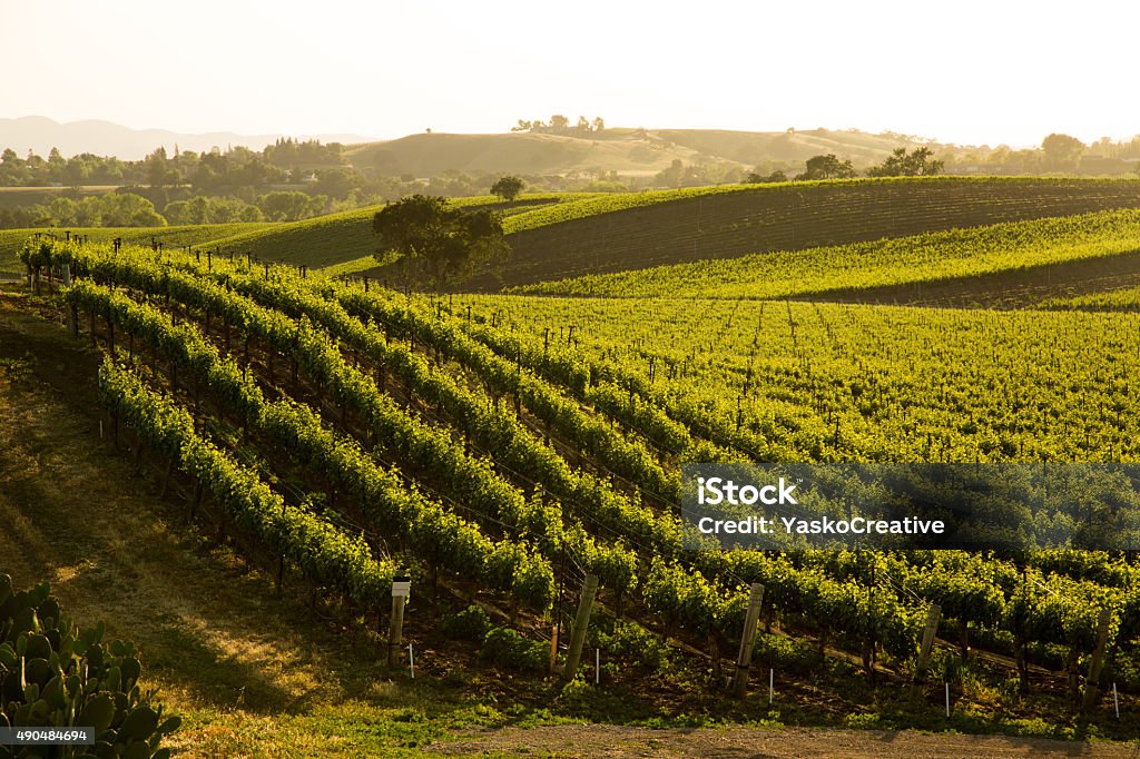 Sauvignon Blanc, Weingut Grapvines auf Hügel Santa Ynez, CA - Lizenzfrei Weinberg Stock-Foto