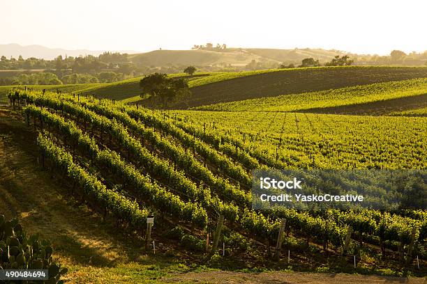 Sauvignon Blanc Weingut Grapvines Auf Hügel Santa Ynez Ca Stockfoto und mehr Bilder von Weinberg