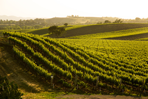 A beautiful hillside vineyard of Sauvignon Blanc grapes in central California.