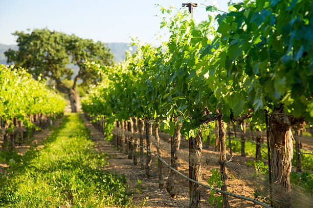 istock Grapvines Lead To Majestic Oak Tree, Santa Ynez, CA 490484792