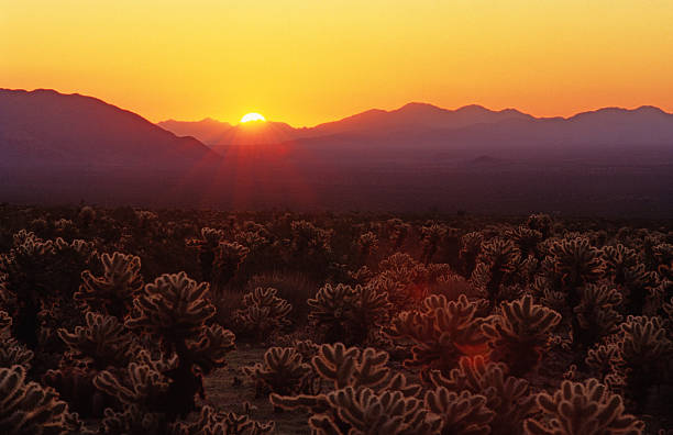 sunrise 、ジョシュアツリー国立公園 - cholla cactus ストックフォトと画像
