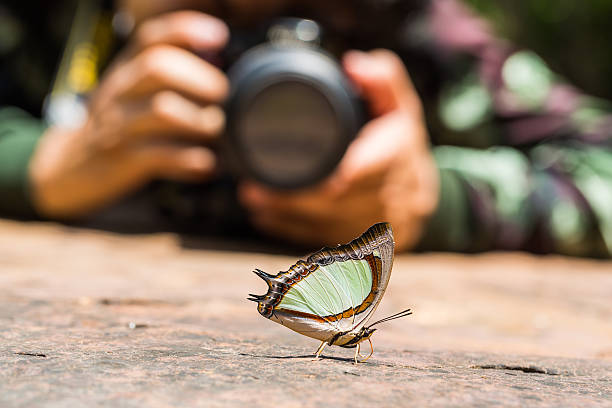 istock Emerald Nawab or Indian Yellow Nawab butterfly 490486384