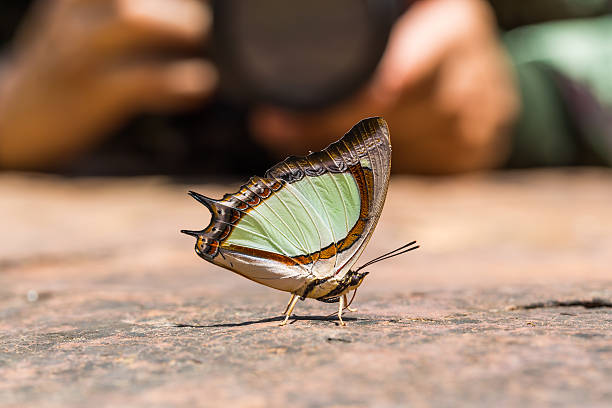 istock Emerald Nawab or Indian Yellow Nawab butterfly 490486404