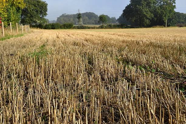 istock Stubble in field after harvest 490486818