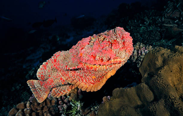synanceia verrucosa / STONEFISH stock photo