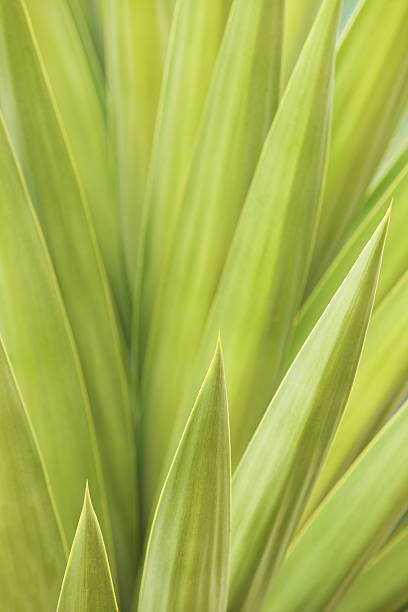 istock Agave Succulent Plant Leaves 490487706