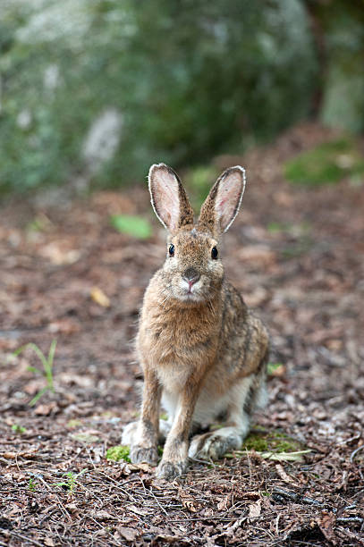 istock Brown Shoeshoe Hare in summer. 490487882