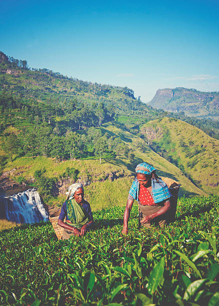 istock Sri Lankan Women Picking Tea Leaves Concept 490488016