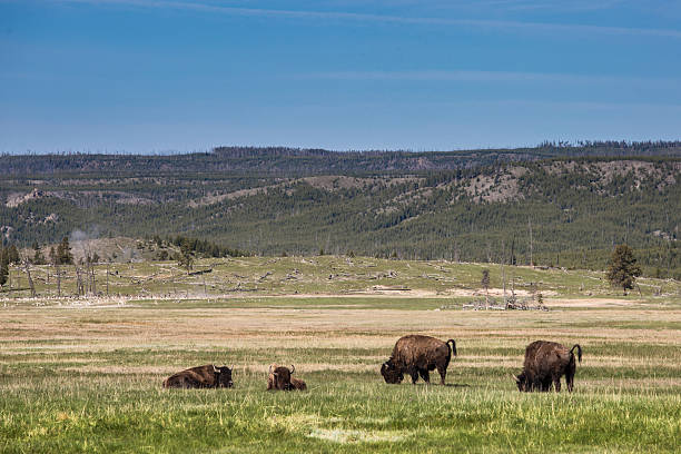 istock Yellowstone National Park 490504926